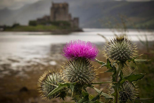 Five Facts About The Thistle - National Flower of Scotland